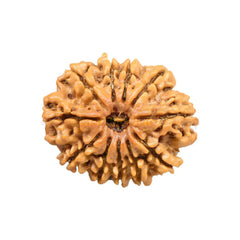 11 Mukhi Rudraksha Pendant (Nepal)