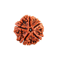 5 Mukhi Rudraksha Pendant (Nepal)