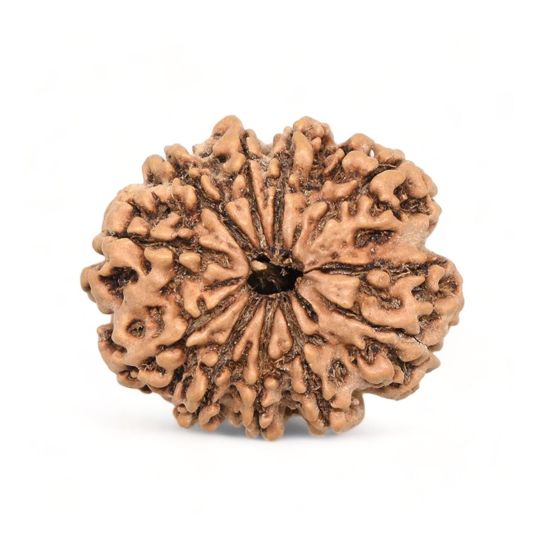 10 Mukhi Rudraksha Pendant (Nepal)