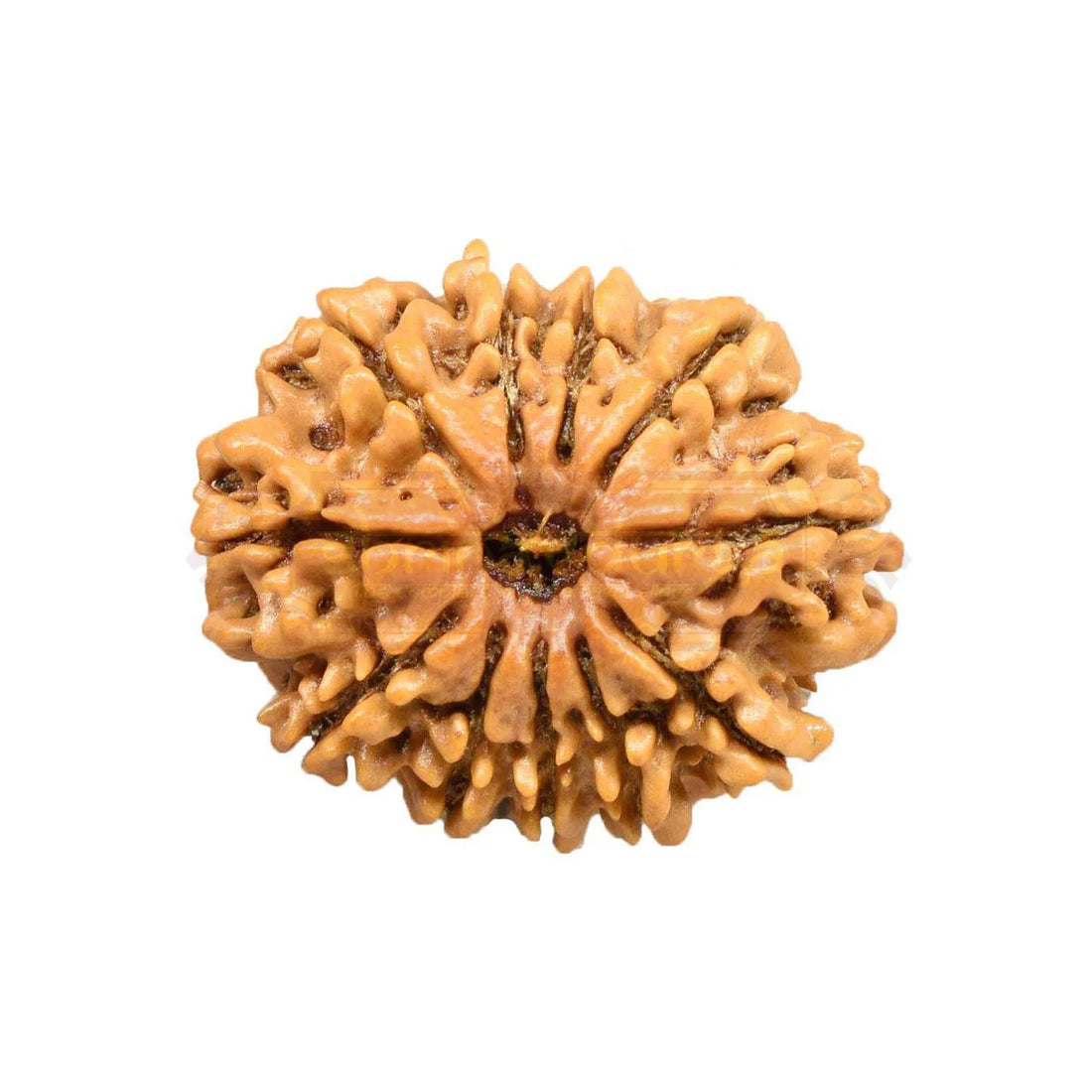 11 Mukhi Rudraksha Pendant (Nepal)