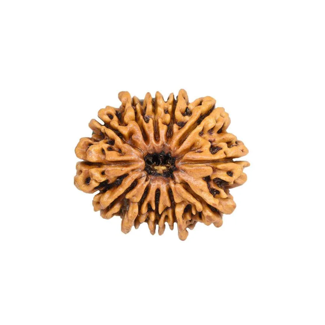 12 Mukhi Rudraksha Pendant (Nepal)