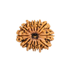 12 Mukhi Rudraksha Pendant (Nepal)