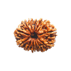 13 Mukhi Rudraksha Pendant (Nepal)