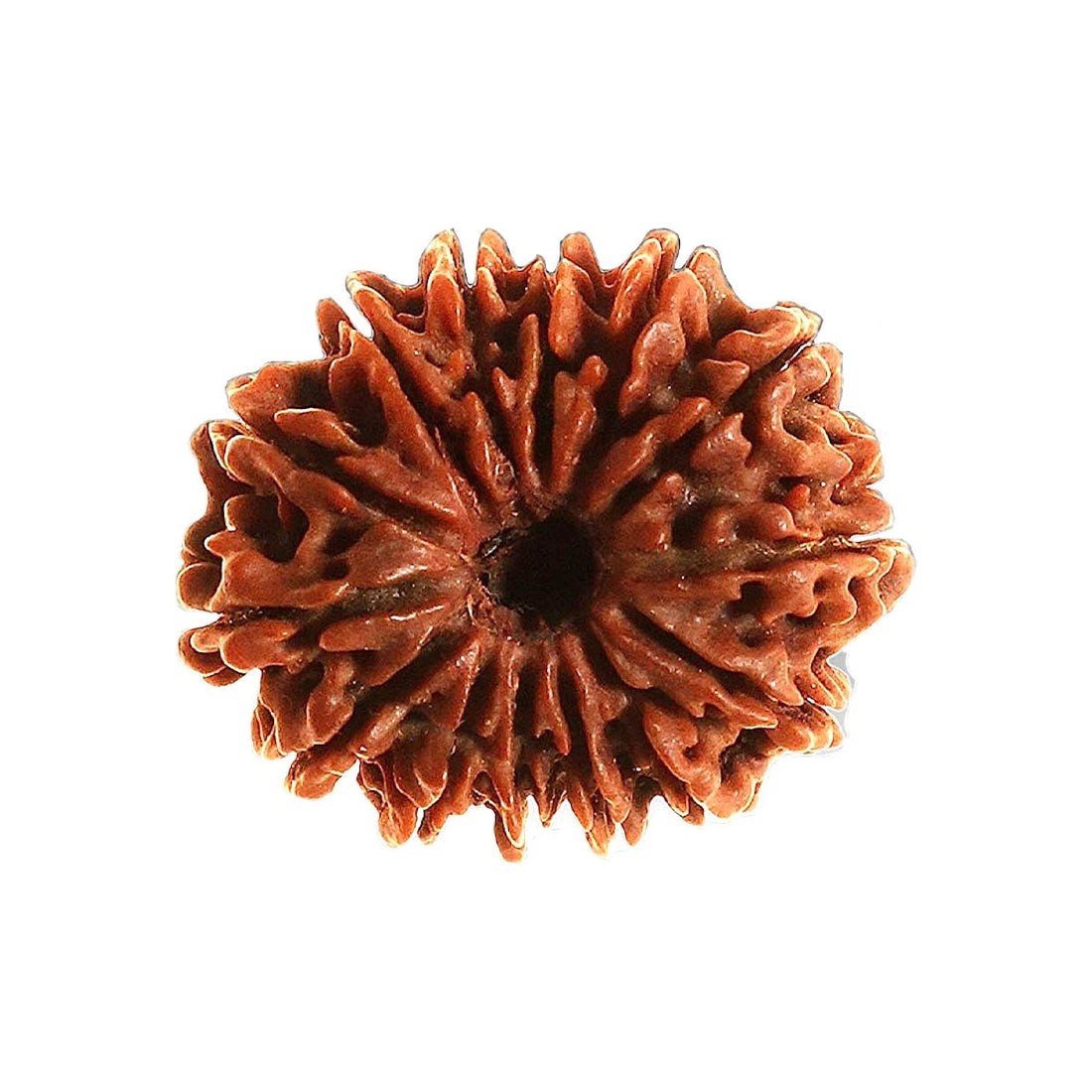 14 Mukhi Rudraksha Pendant (Nepal)
