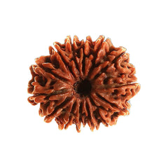 14 Mukhi Rudraksha Pendant (Nepal)