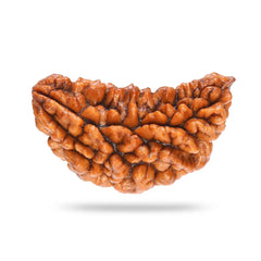 1 Mukhi Rudraksha Pendant (Indonesian)