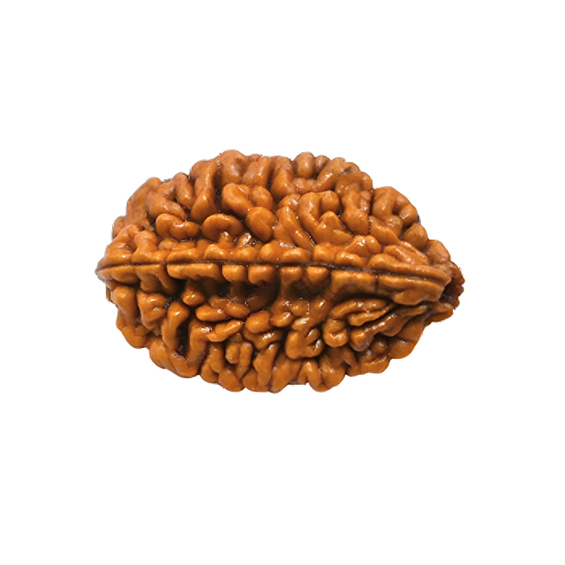 2 Mukhi Rudraksha Pendant (Nepal)