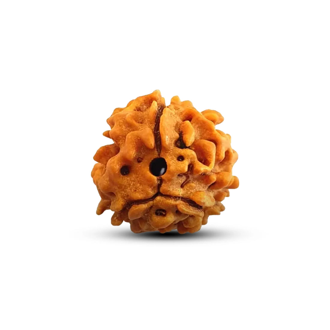 3 Mukhi Rudraksha Pendant (Nepal)