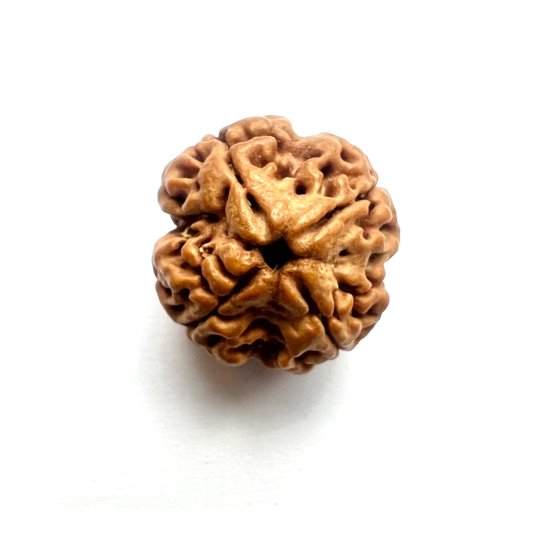 4 Mukhi Rudraksha Pendant (Nepal)