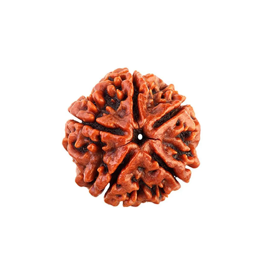 5 Mukhi Rudraksha Pendant (Nepal)