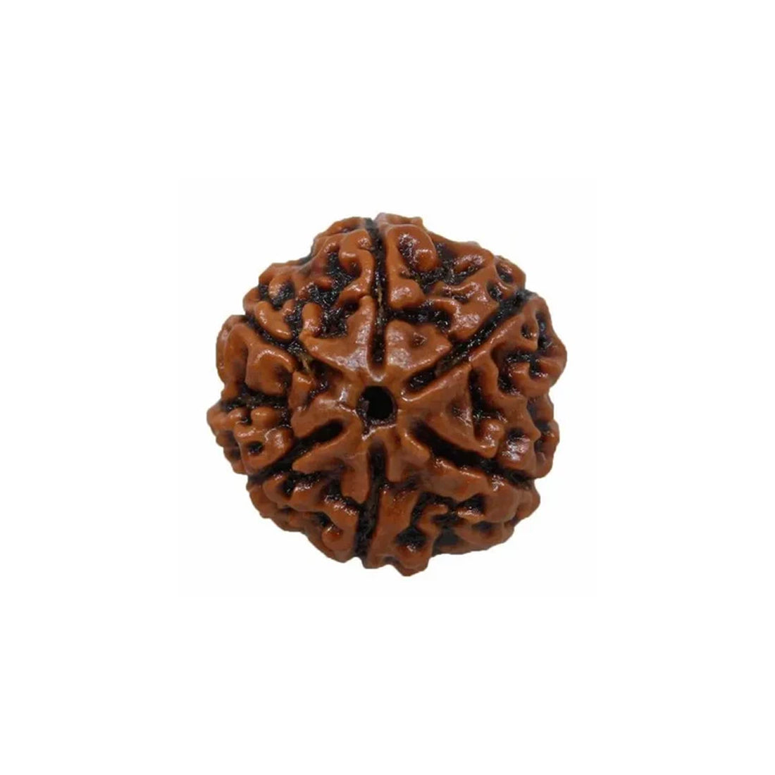 6 Mukhi Rudraksha Pendant (Nepal)
