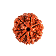 7 Mukhi Rudraksha Pendant (Nepal)