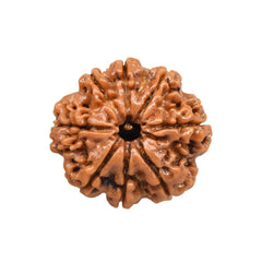 8 Mukhi Rudraksha Pendant (Nepal)