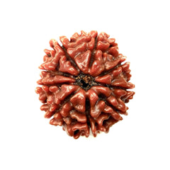 9 Mukhi Rudraksha Pendant (Nepal)